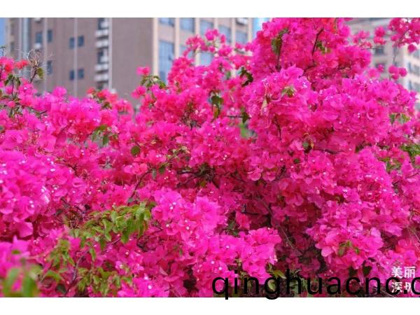 深(shen)圳(zhen)的旾(chun)天什麼顔(yan)色(se)？